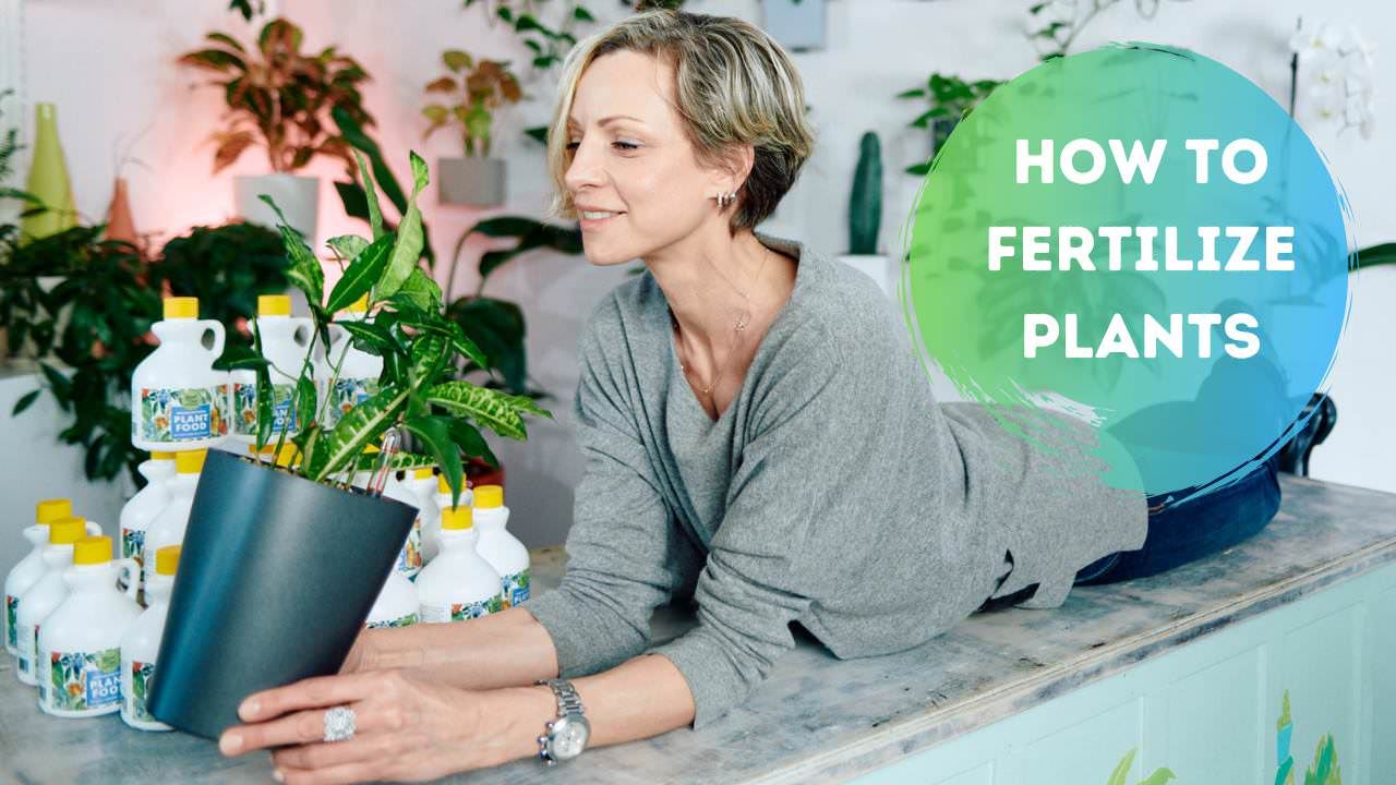 When & How To Fertilize Plants