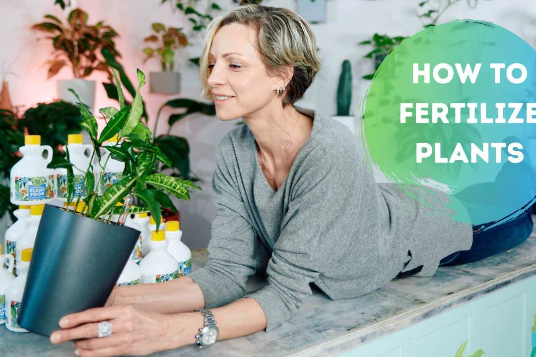 When & How To Fertilize Plants