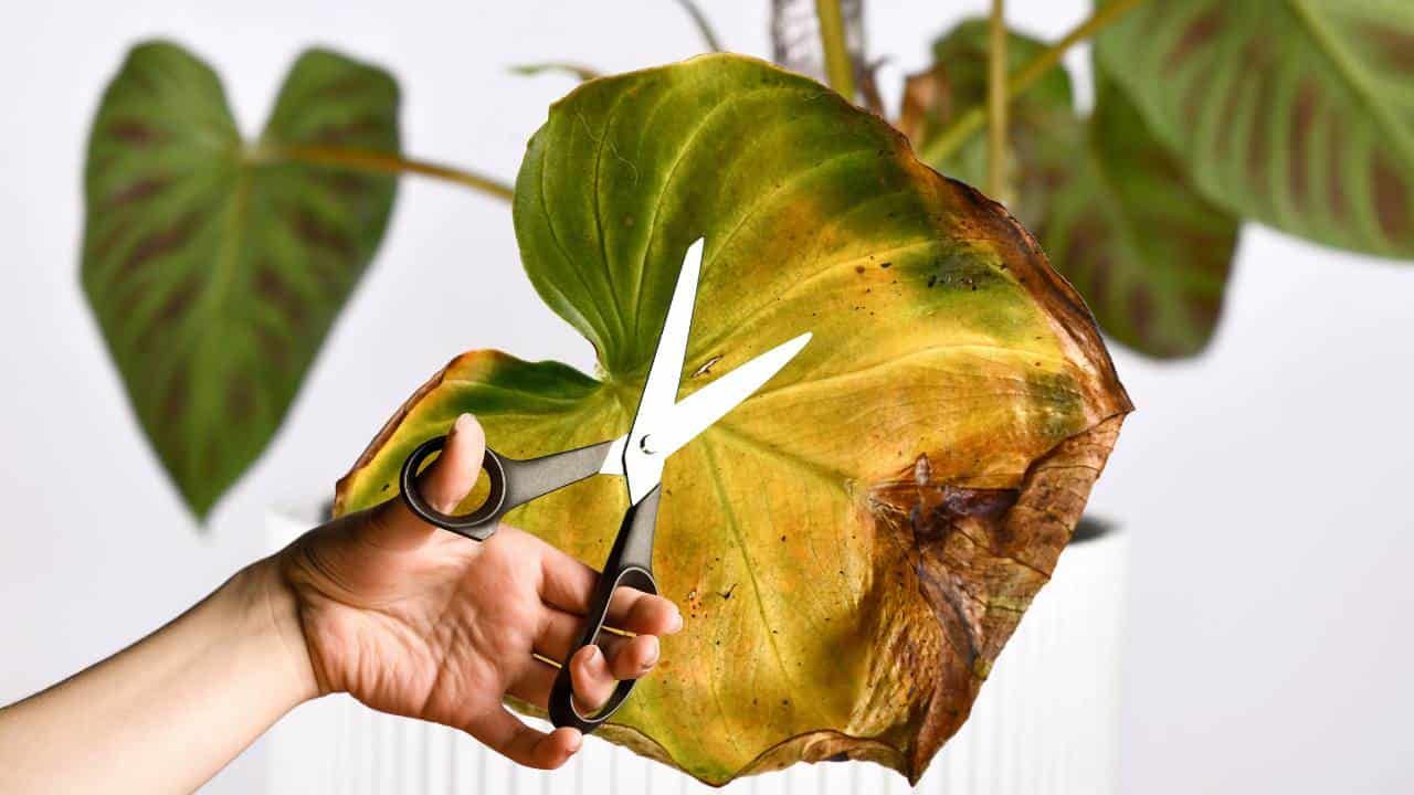 ✂️ Why We Need To Trim Dying Leaves