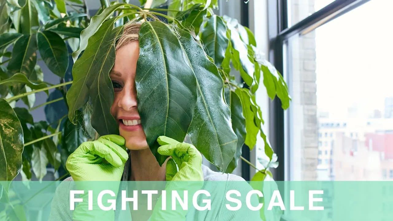 Saving Plants From Scale