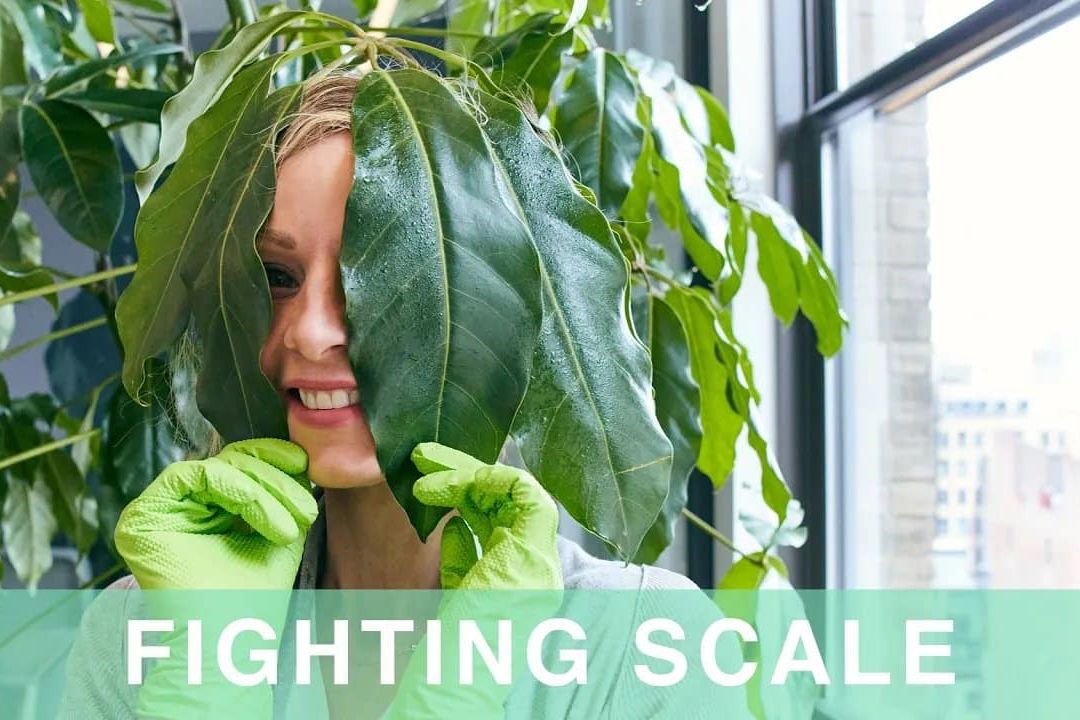 Saving Plants From Scale