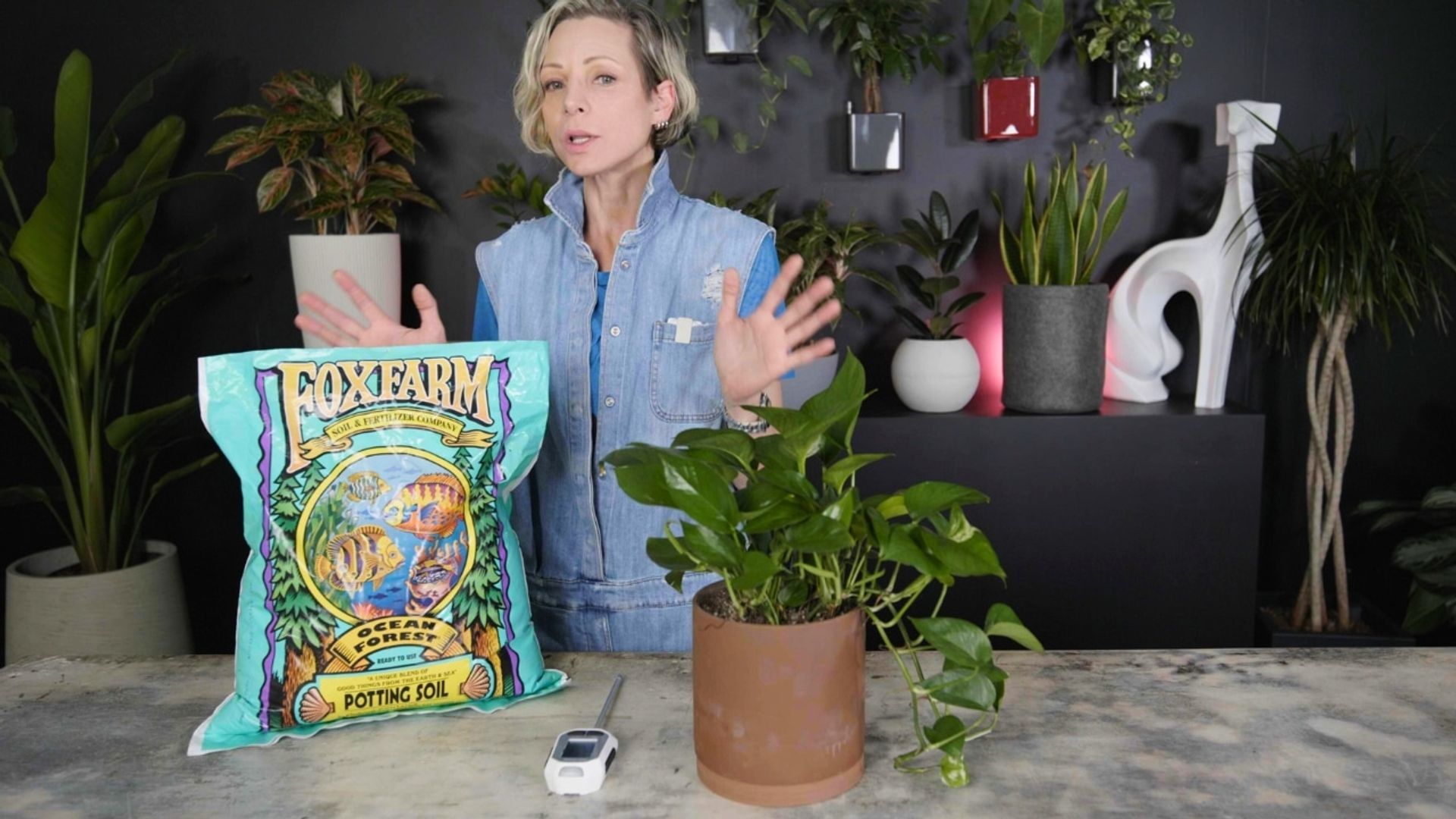 A person gesturing behind a table with a FoxFarm Ocean Forest soil bag, a repotted pothos plant, and a digital soil tester, providing a one-week update during a FoxFarm Ocean Forest soil review.