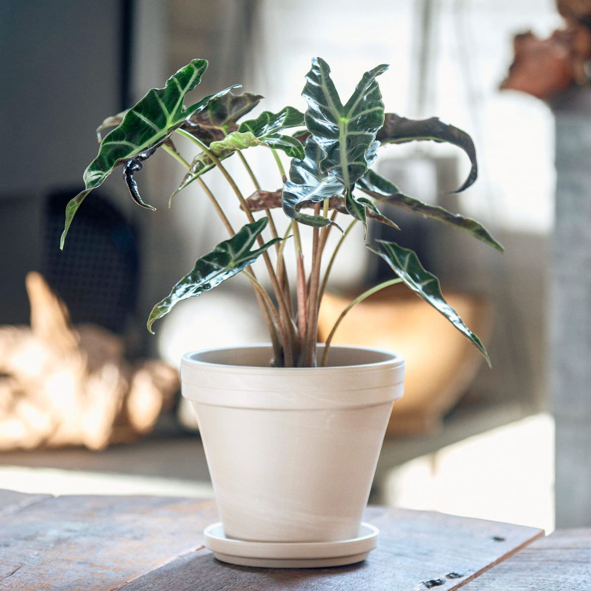 Lush green potted Alocasia plant on wooden table with natural sunlight streaming through window, indoor plant in home decor setting