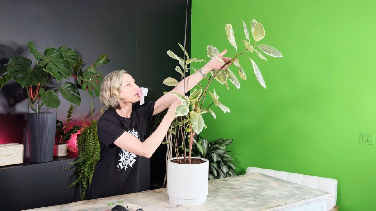 A woman demonstrating how to support rubber plant by gently adjusting the tall variegated branches and securing them with a stake in a white planter.