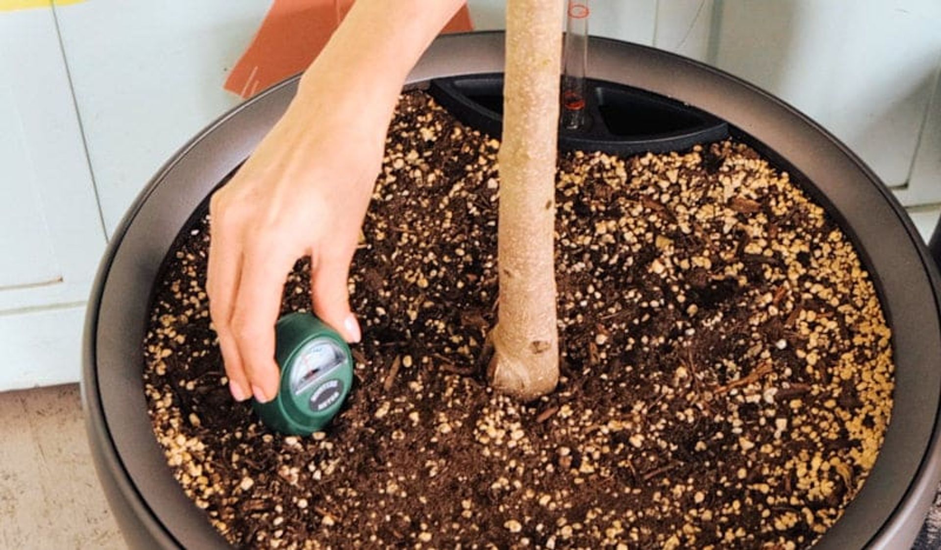 Insert the probe of the soil moisture meter into the soil