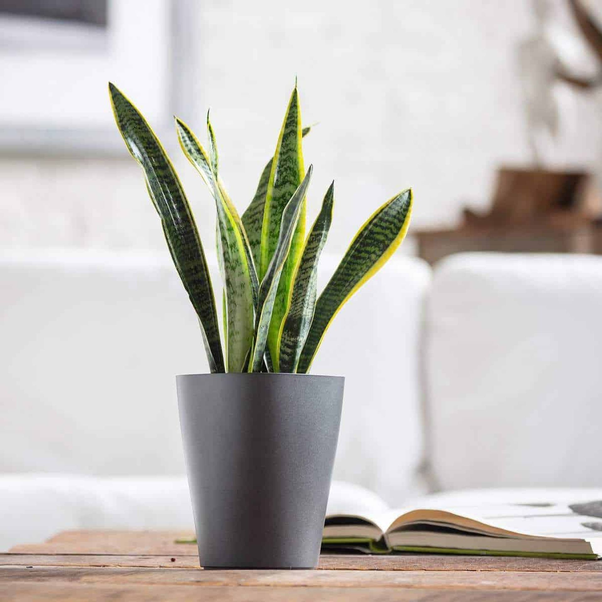 A snake plant in a modern gray pot on a wooden table with an open book; best plants for bedroom indoor plant decor concept.