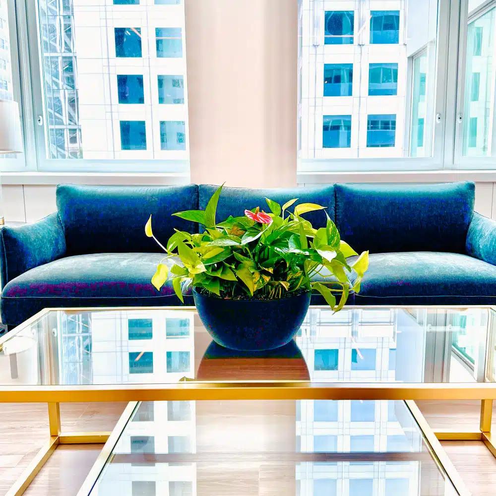 NYC office plants, portfolio photo 6