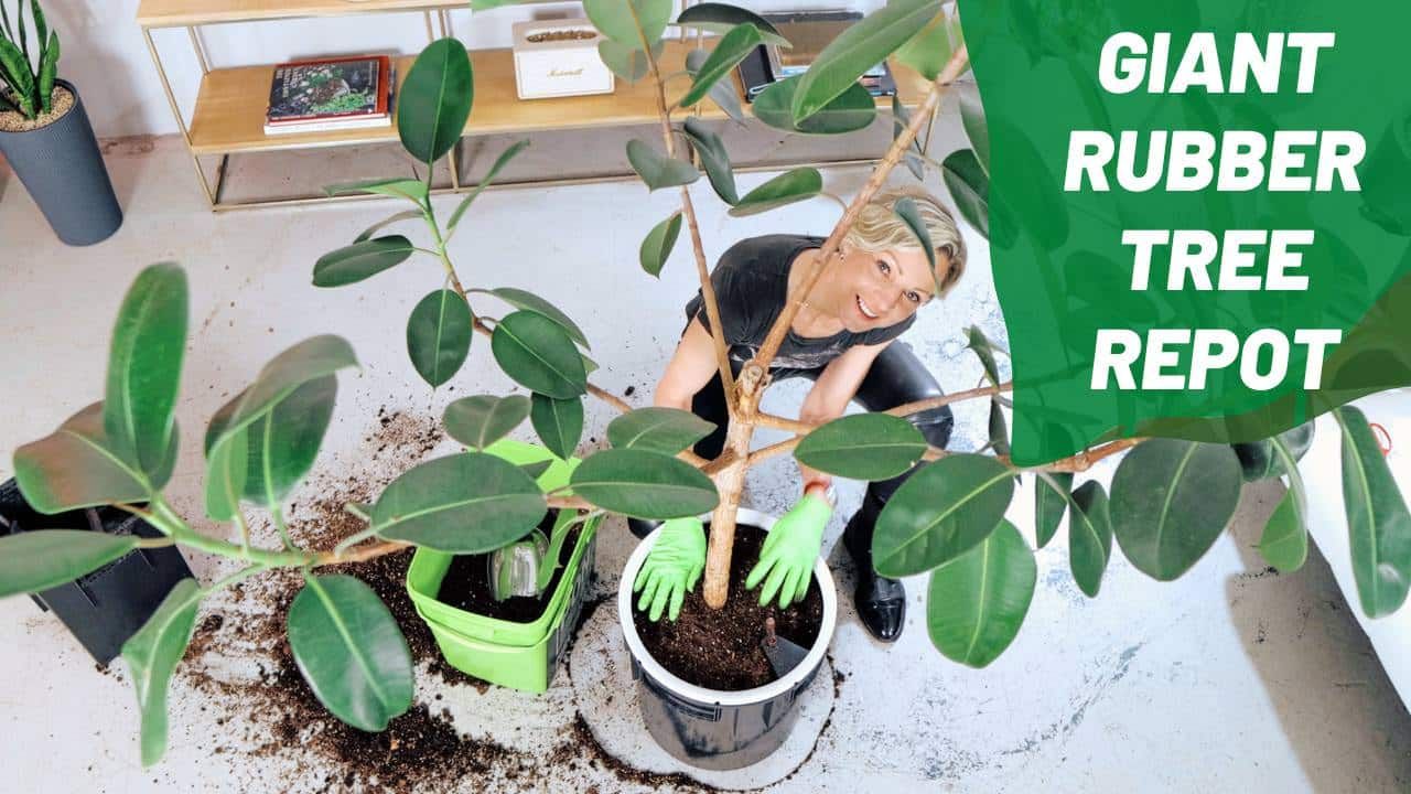 Repotting Giant Rubber Tree Watch me Work