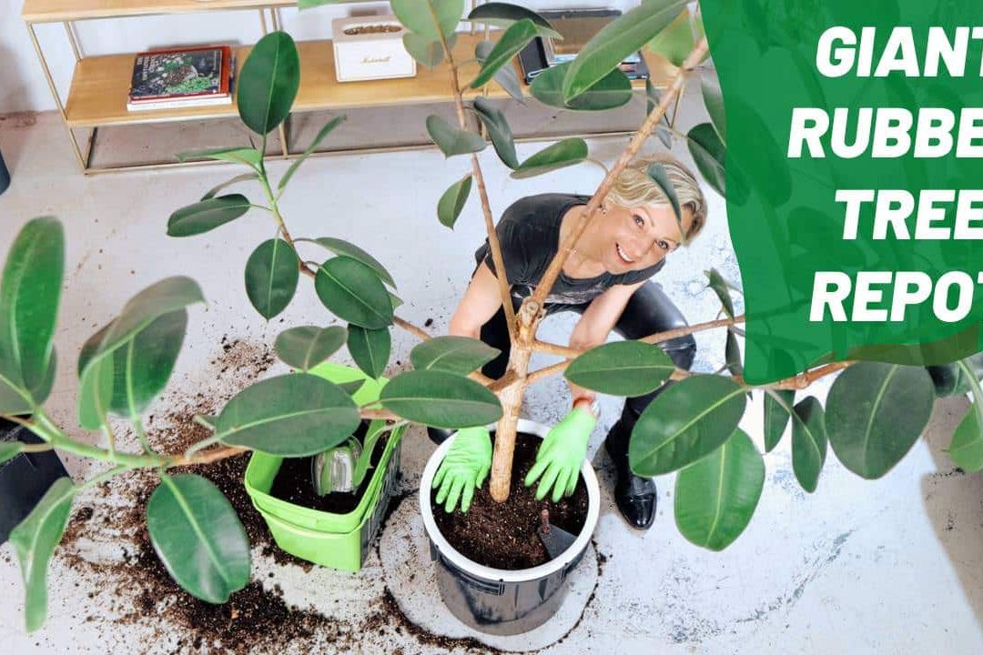 Repotting Giant Rubber Tree Watch me Work