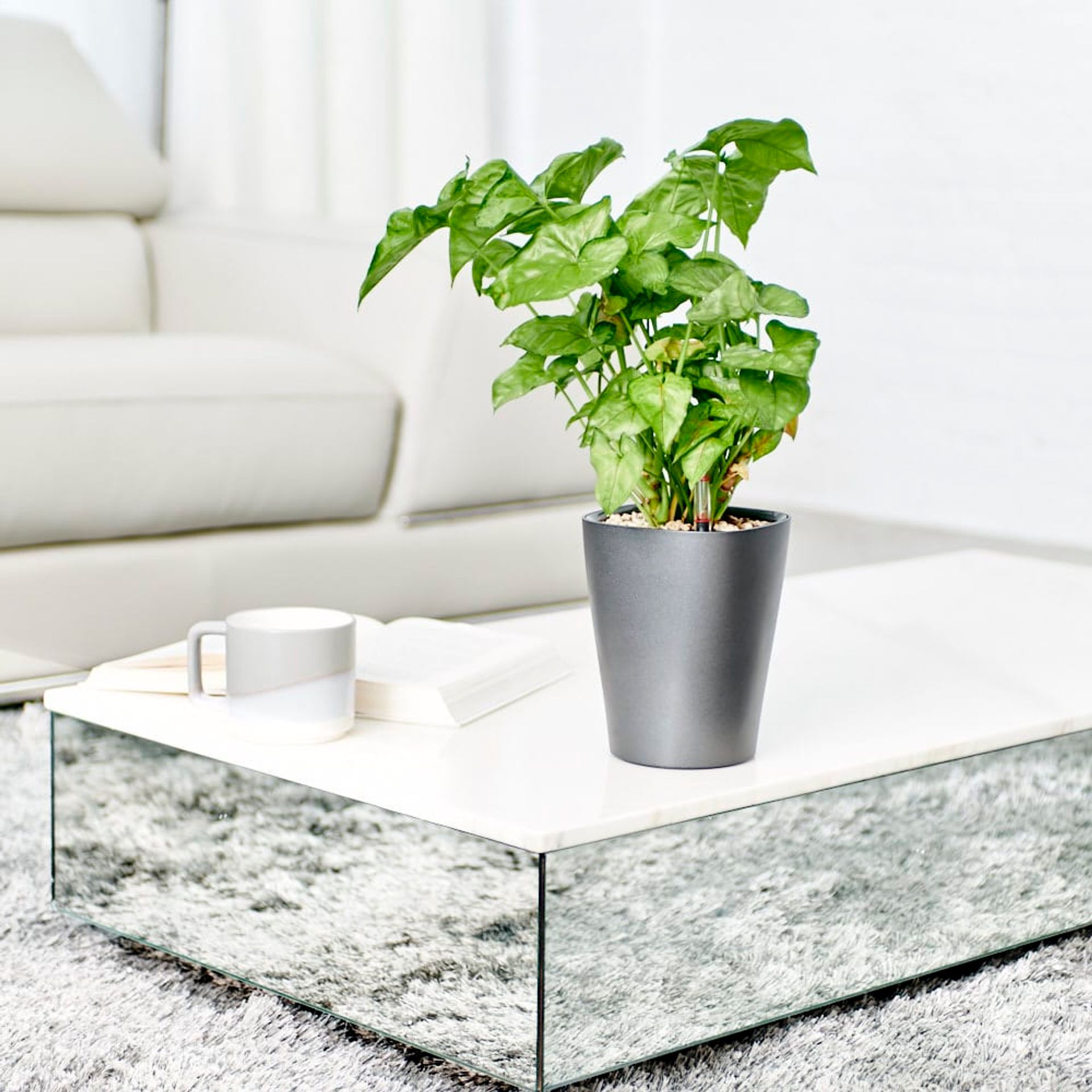 Modern minimalist living room featuring a coffee table adorned with a potted arrowhead plant, a favorite among low light plants, alongside an open book and a white mug on a fluffy gray rug.