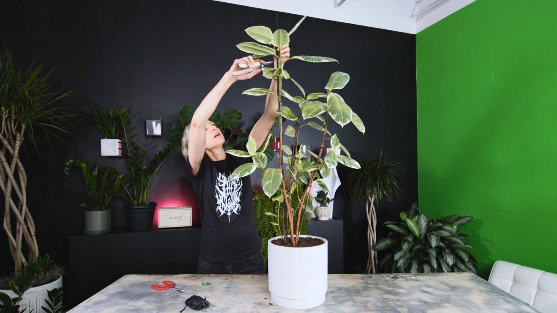A woman trimming the top of a tall variegated rubber plant in a white pot, illustrating how to support rubber plant for stronger, upright growth.