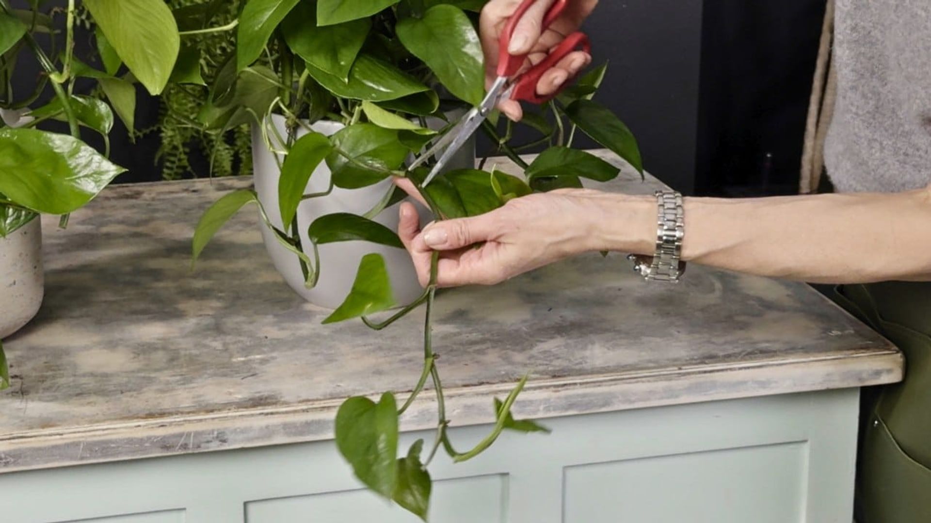 Person demonstrating how to prune pothos plant by identifying the right stem to cut, holding a vine with one hand and using scissors to trim leggy growth for a fuller, healthier plant appearance.