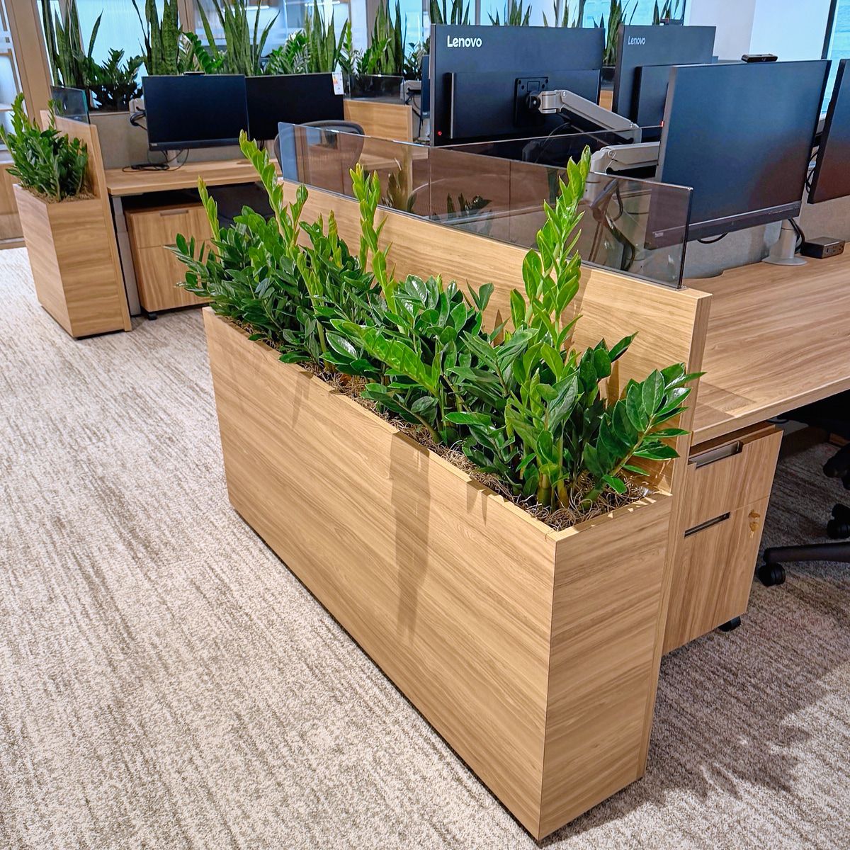 ZZ plants in a long oak planter dividing rows of desks in a Manhattan office