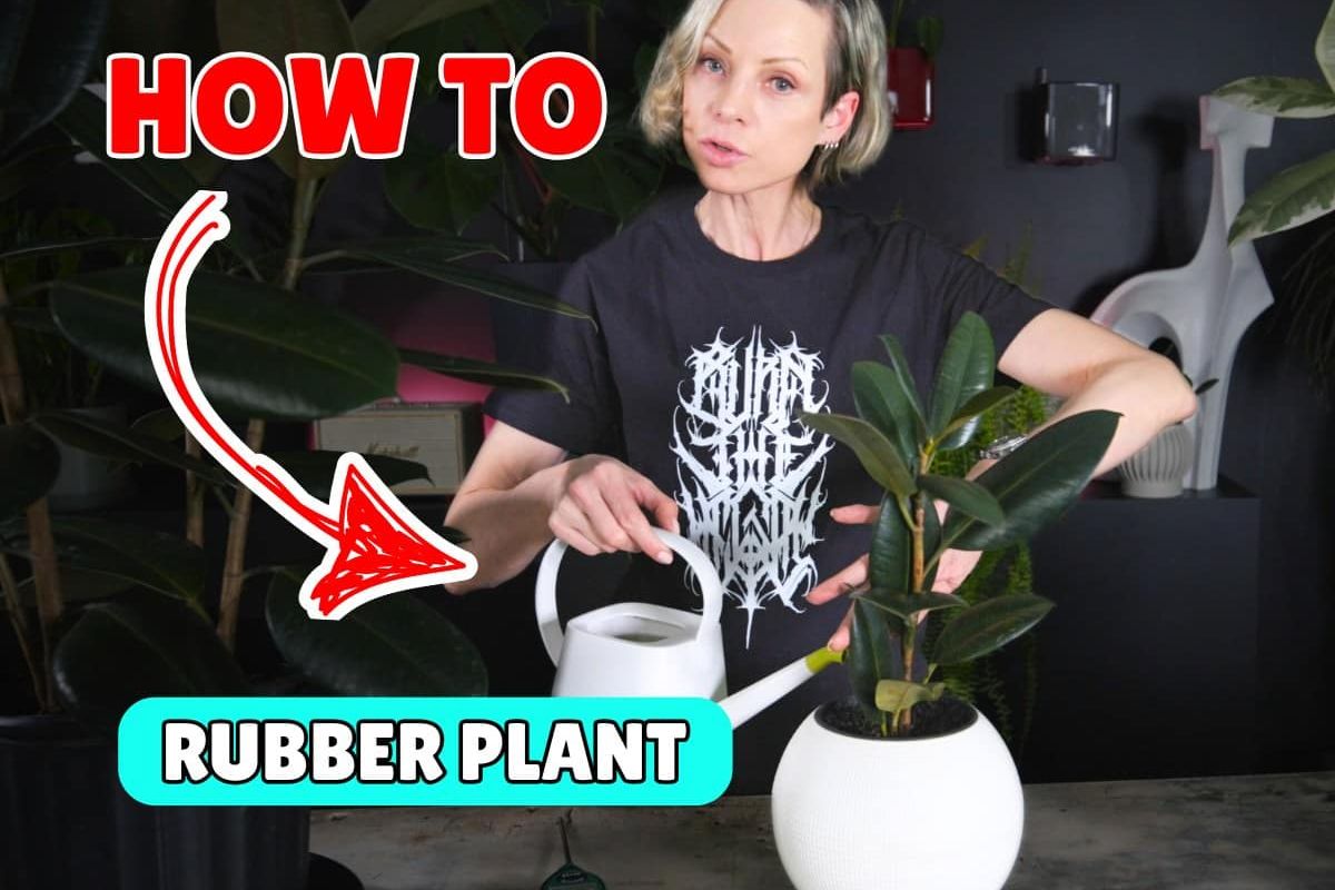 Person demonstrating how to water rubber plant by holding a white watering can near a rubber plant in a white pot, with a red 'HOW TO' arrow pointing at the plant.