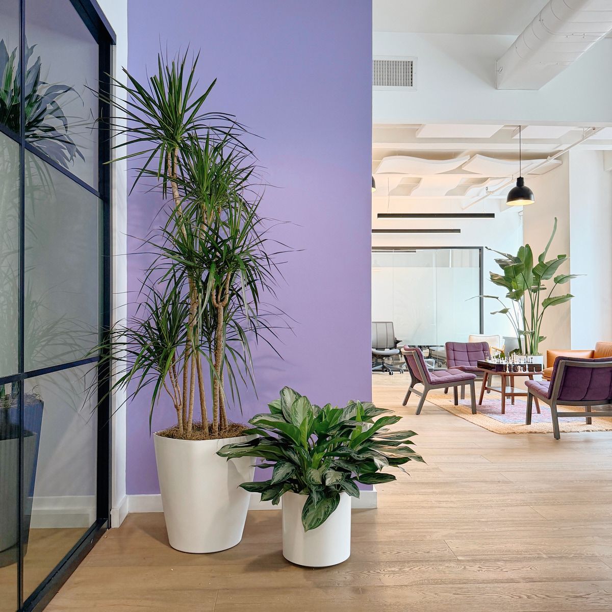 Dracaena and aglaonema in white planters against a purple wall in a Manhattan office