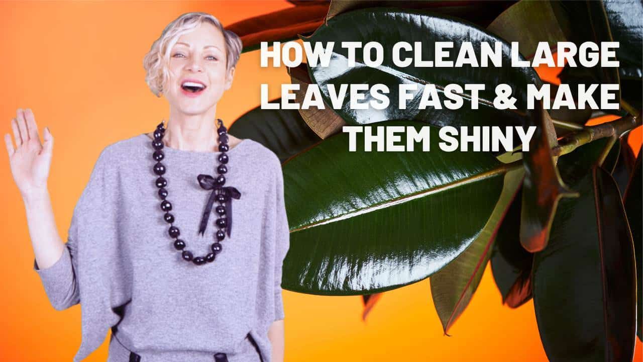 How To Clean Large Leaves & Make Them Shiny
