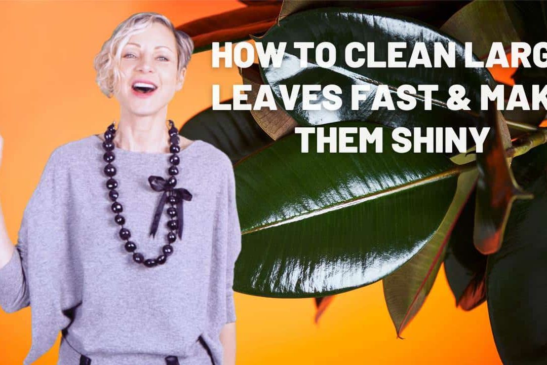 How To Clean Large Leaves & Make Them Shiny