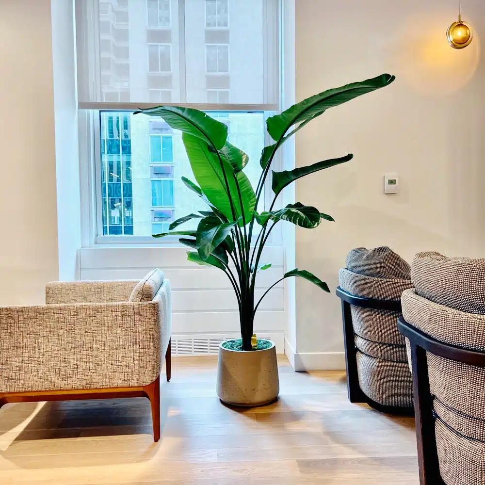 NYC office plants, portfolio photo 5