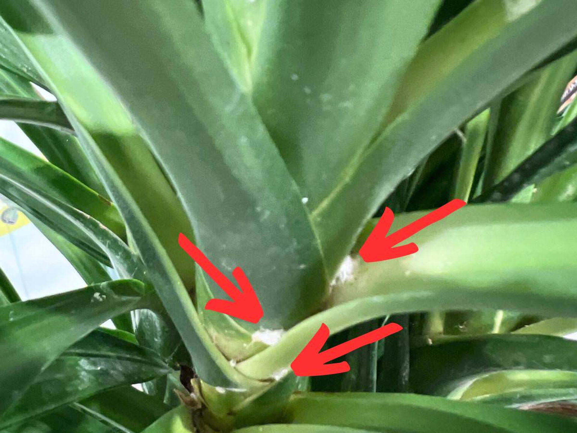 Yucca plant infested with Mealybugs. © My City Plants