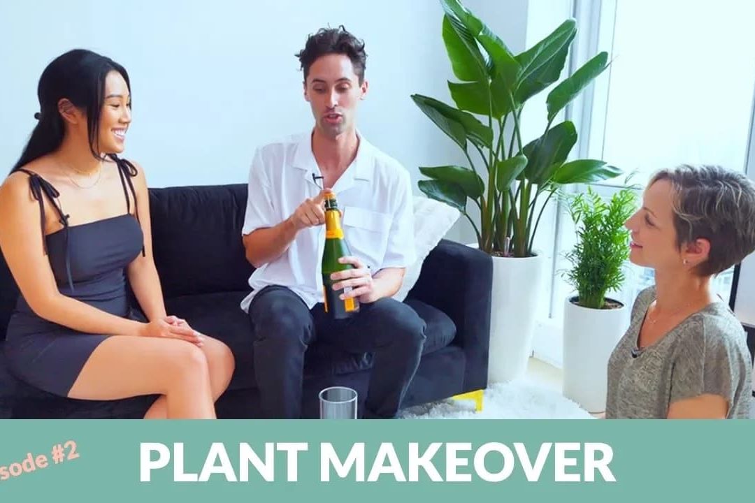 Plant Makeover For Fashion & Lifestyle Influencer Erica Luo – My City Plants