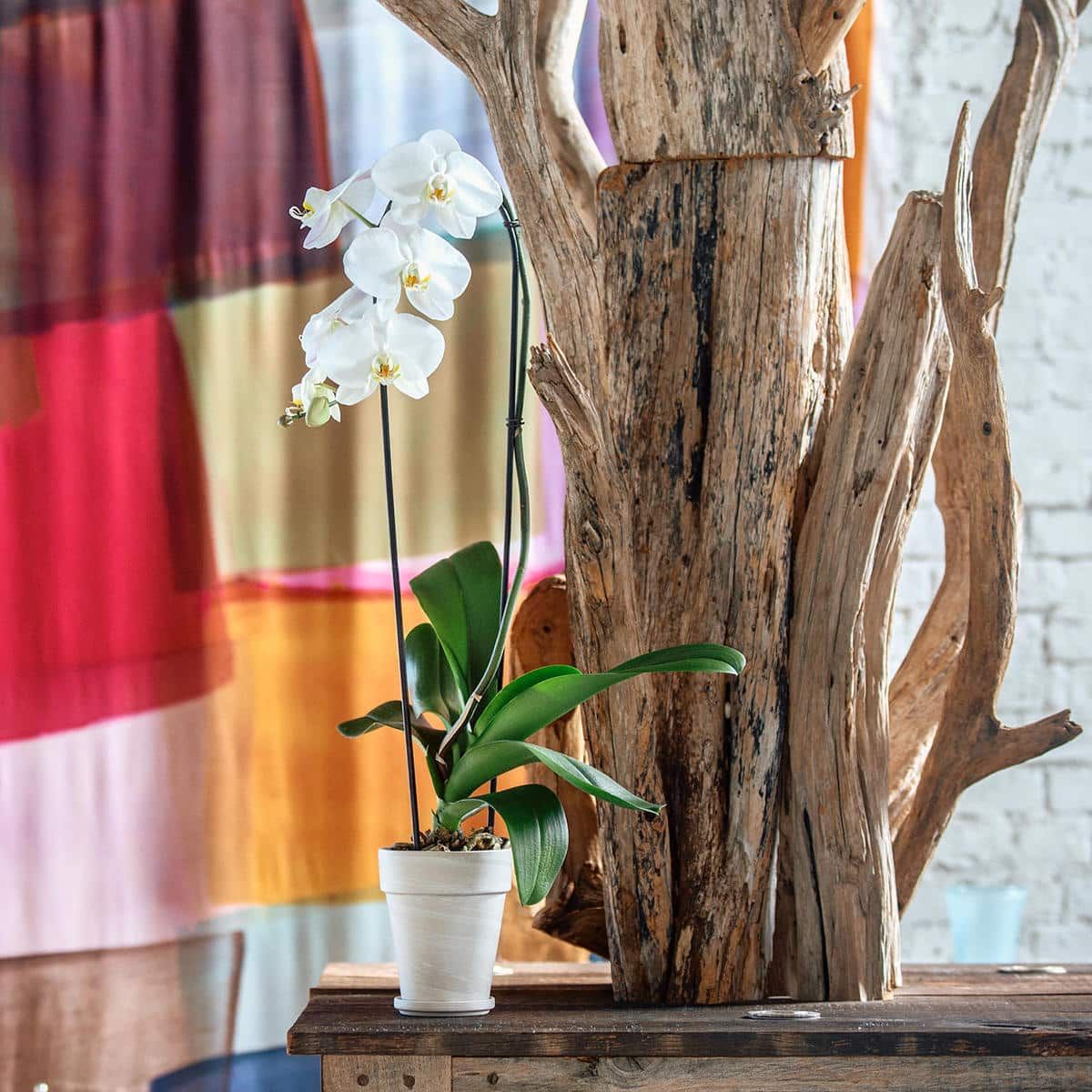 Beautiful blooming white orchid, a safe option among pet friendly plants, in a pot on a wooden shelf with rustic driftwood decor and colorful curtains in the background.