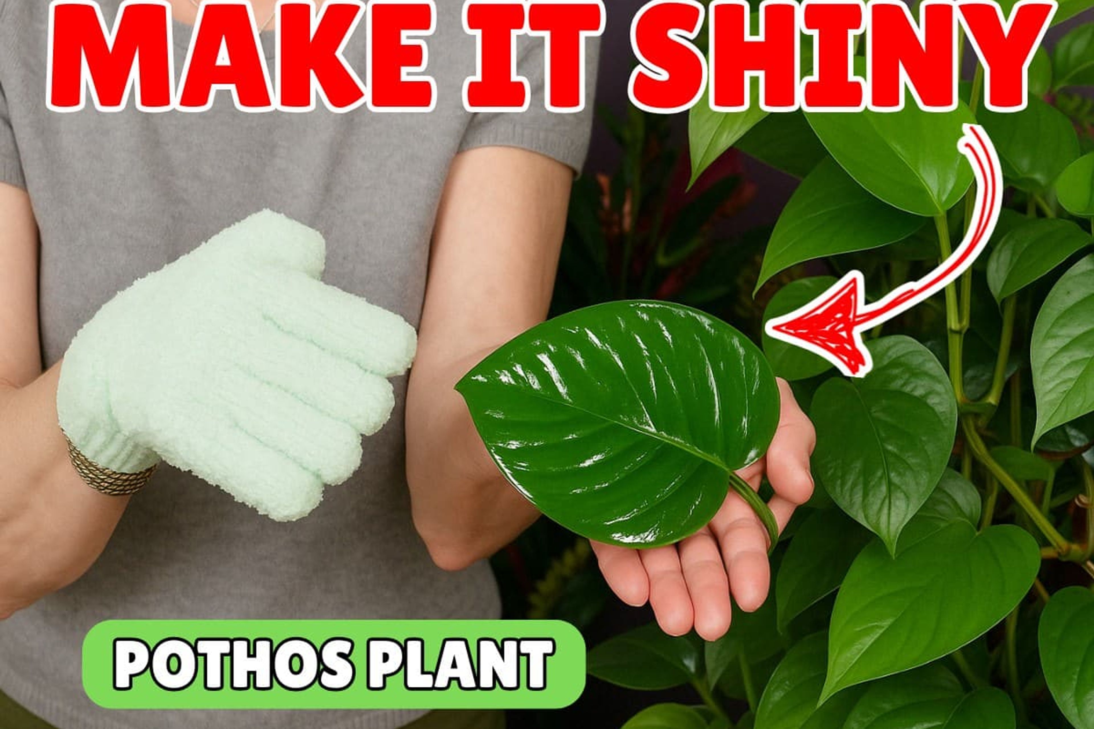Person cleaning shiny pothos plant leaf with a glove.