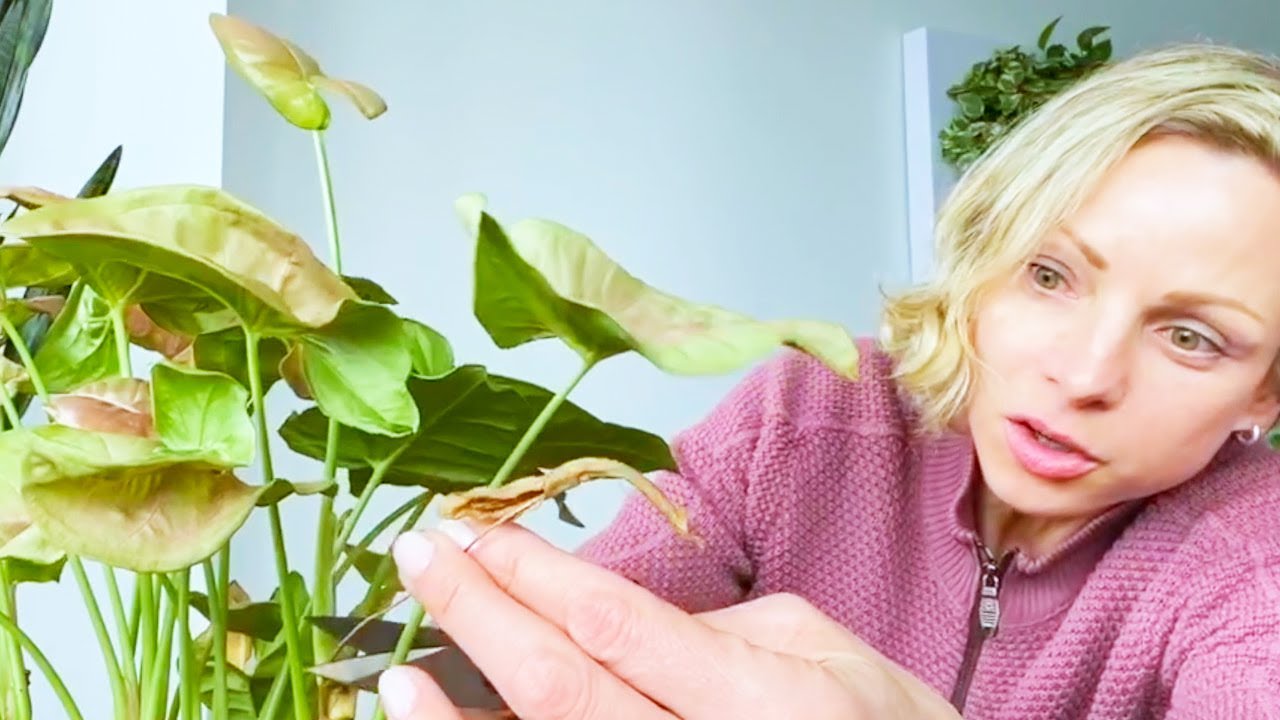 How I Care For My Arrowhead Plant – Green Moments With Juliette Episode #03