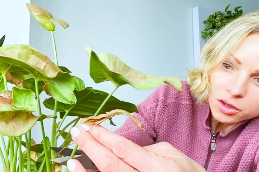 How I Care For My Arrowhead Plant – Green Moments With Juliette Episode #03