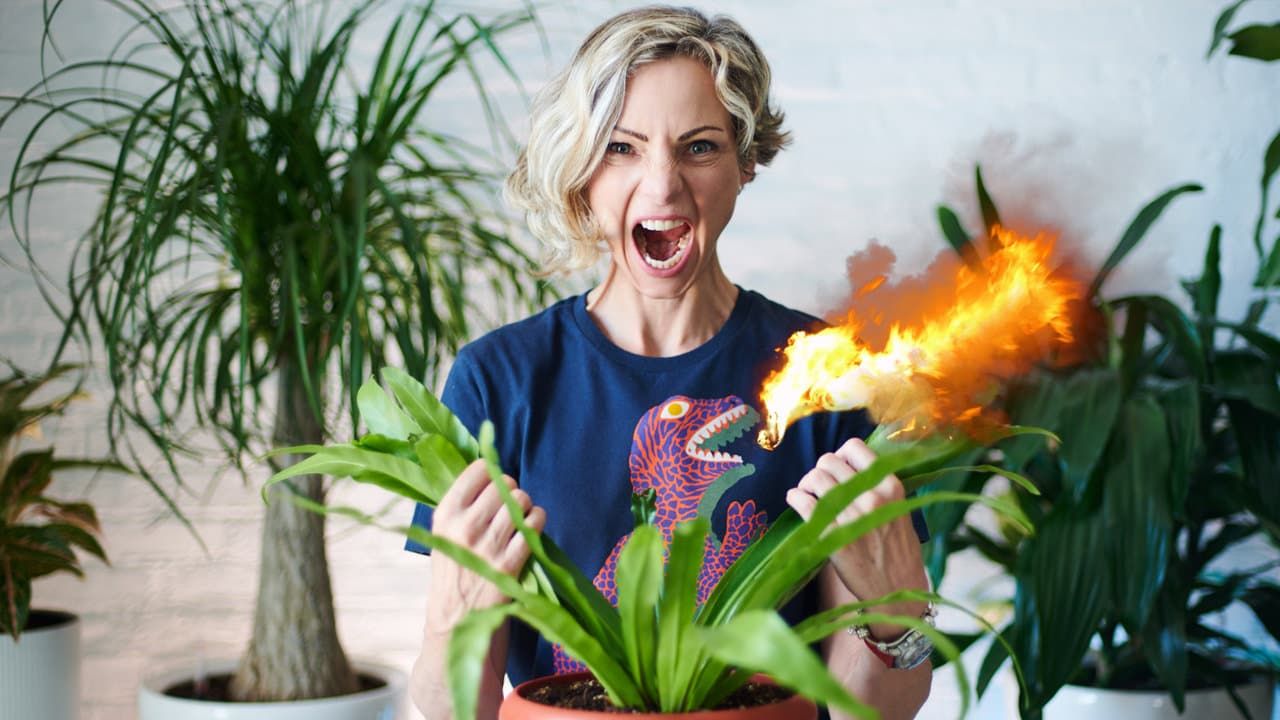 How To Get Rid Of Scale On Houseplants