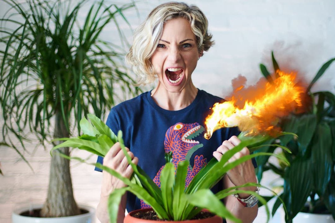 How To Get Rid Of Scale On Houseplants
