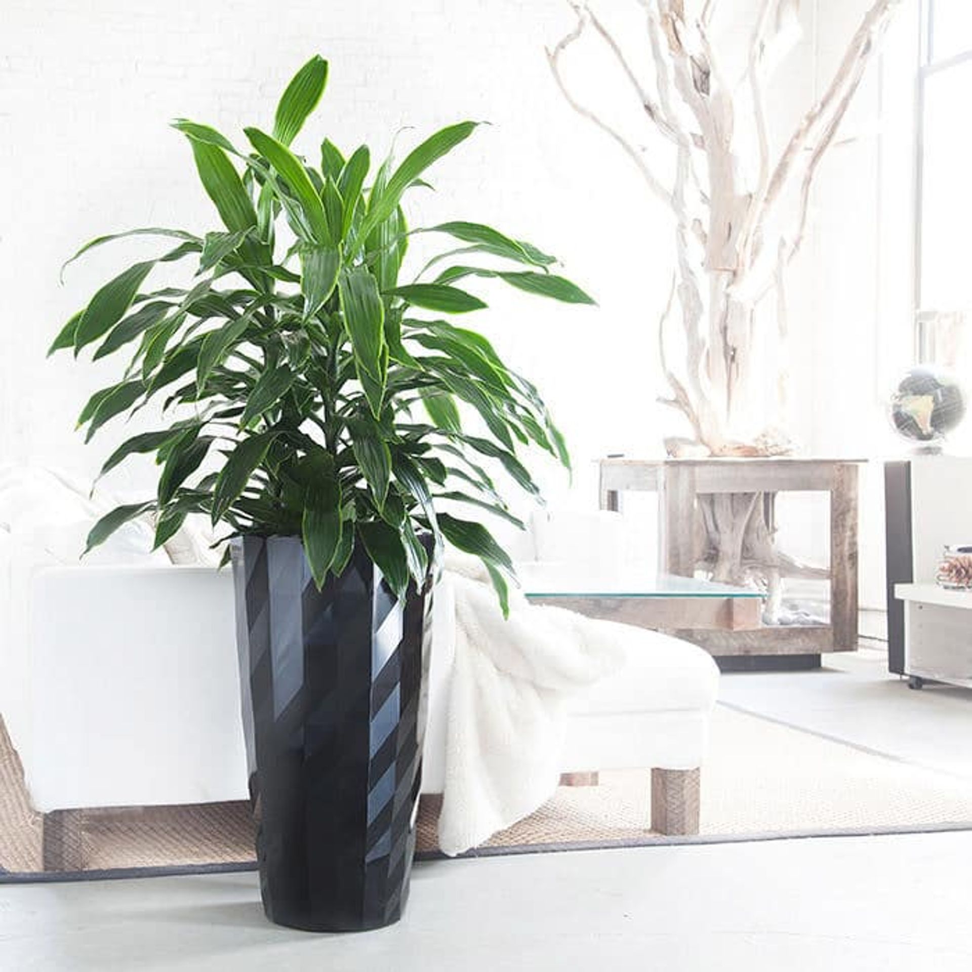 Dracaena Art Plant