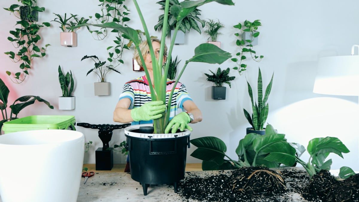 Juliette, dressed in a colorful striped top and red pants, wearing green gloves, potting a divided Bird of Paradise plant into a large black container, with potting soil on the table and a variety of potted plants in the background.