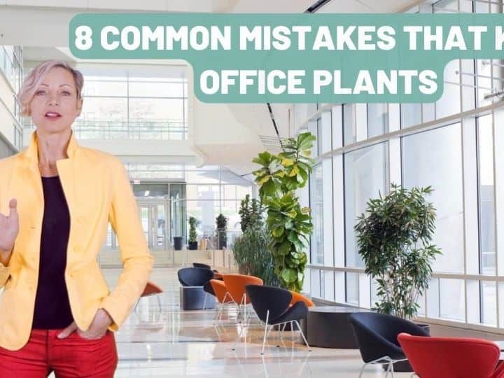 Stop Killing Your Office Plants – 8 Mistakes To Avoid