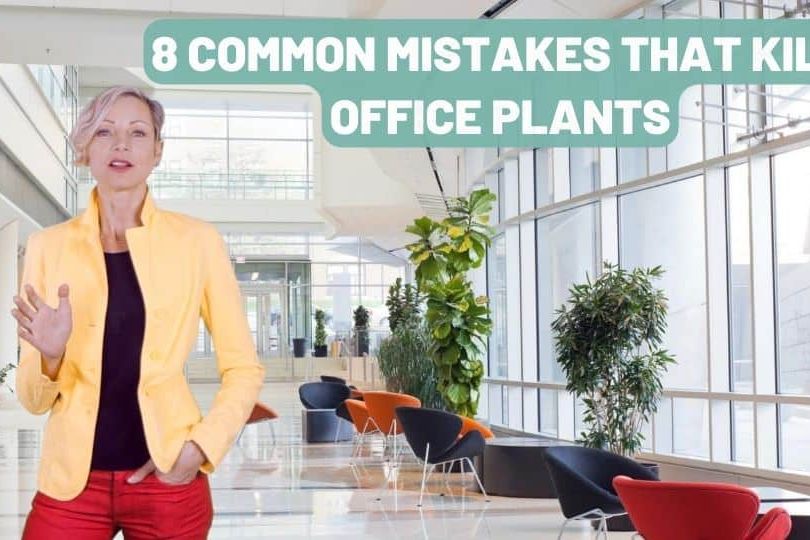 Stop Killing Your Office Plants – 8 Mistakes To Avoid
