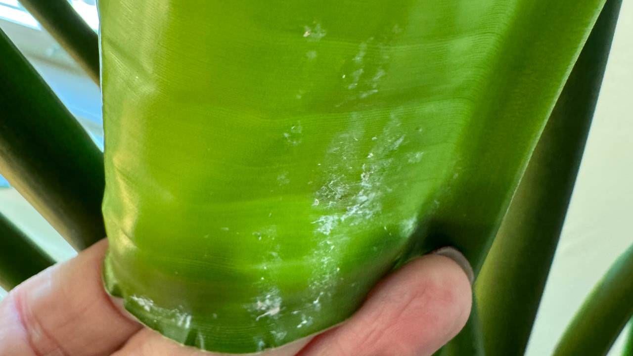 Close-up of a bird of paradise plant stem with evidence of mealybug infestation, shown by white cotton-like substances on the green surface.