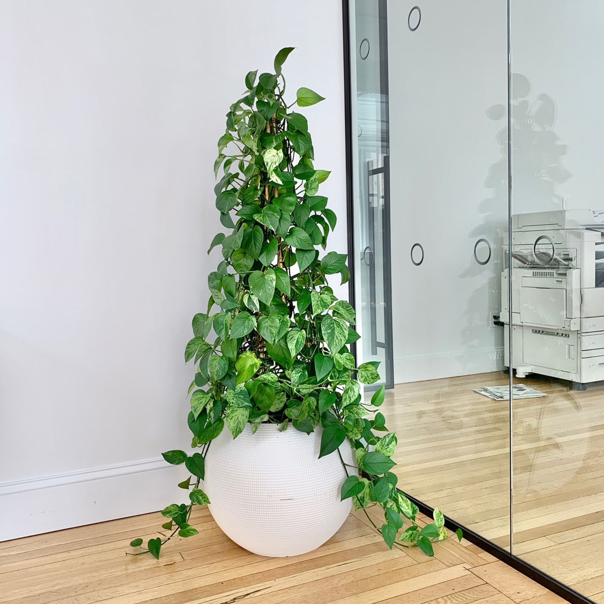Indoor green pothos plant, a favorite among low light plants, in a modern white office space with wooden floors and glass walls.