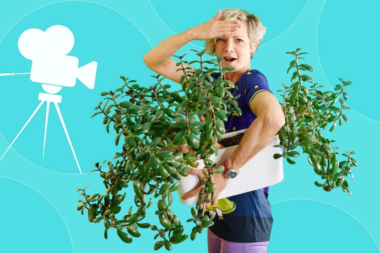 Repotting Huge Jade Plant – Crassula Ovata