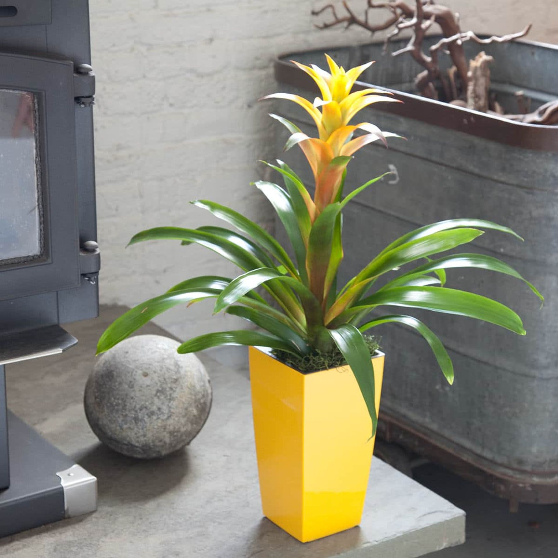 Bright Bromeliad plant in a modern yellow planter by a stone fireplace in an urban loft setting—an excellent choice among the best plants for beginners.