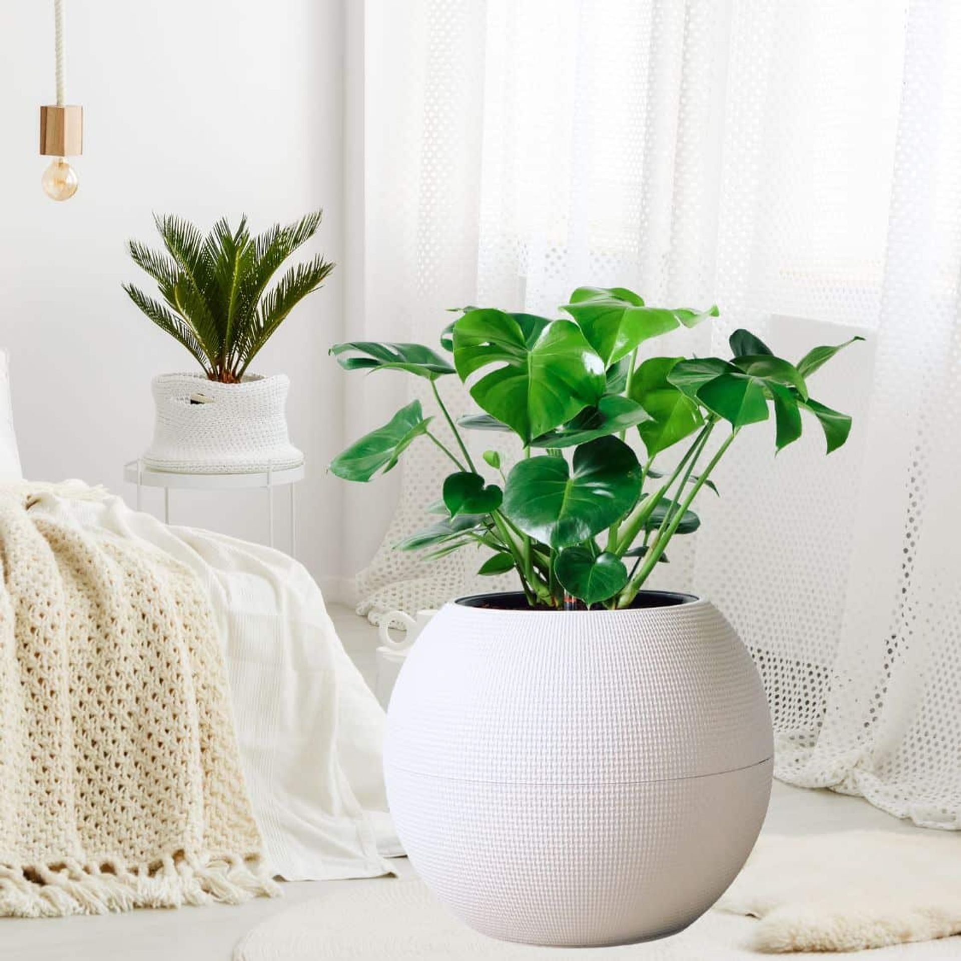 Bright modern bedroom featuring indoor plants, including a monstera deliciosa in a white textured pot and a sago palm in a woven basket, by sheer curtains with a cozy knit throw and stylish hanging light fixture, showcasing the best plants for bedroom decor.