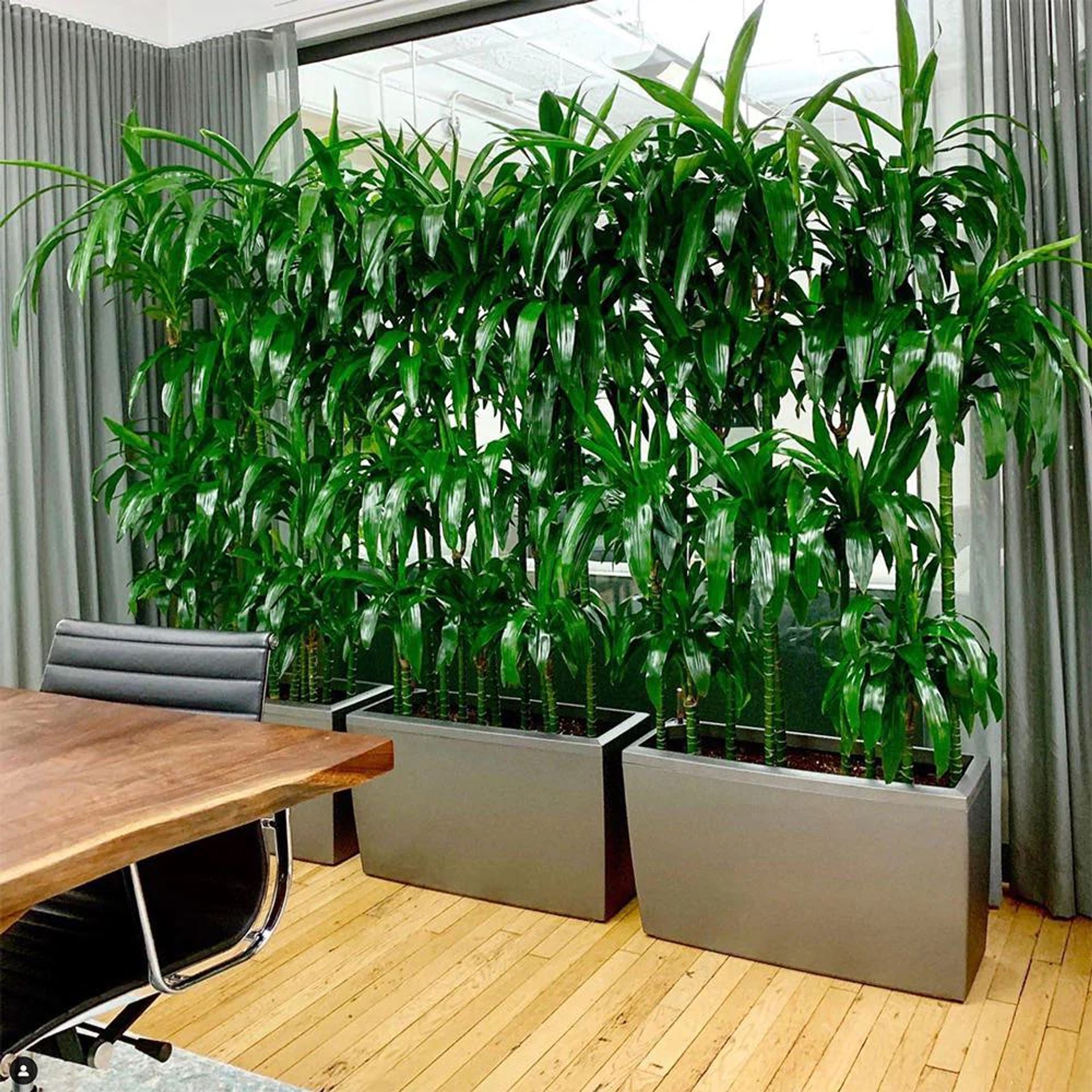 Image of a large plant arrangement with Dracaena Lisa plants in low light conference room