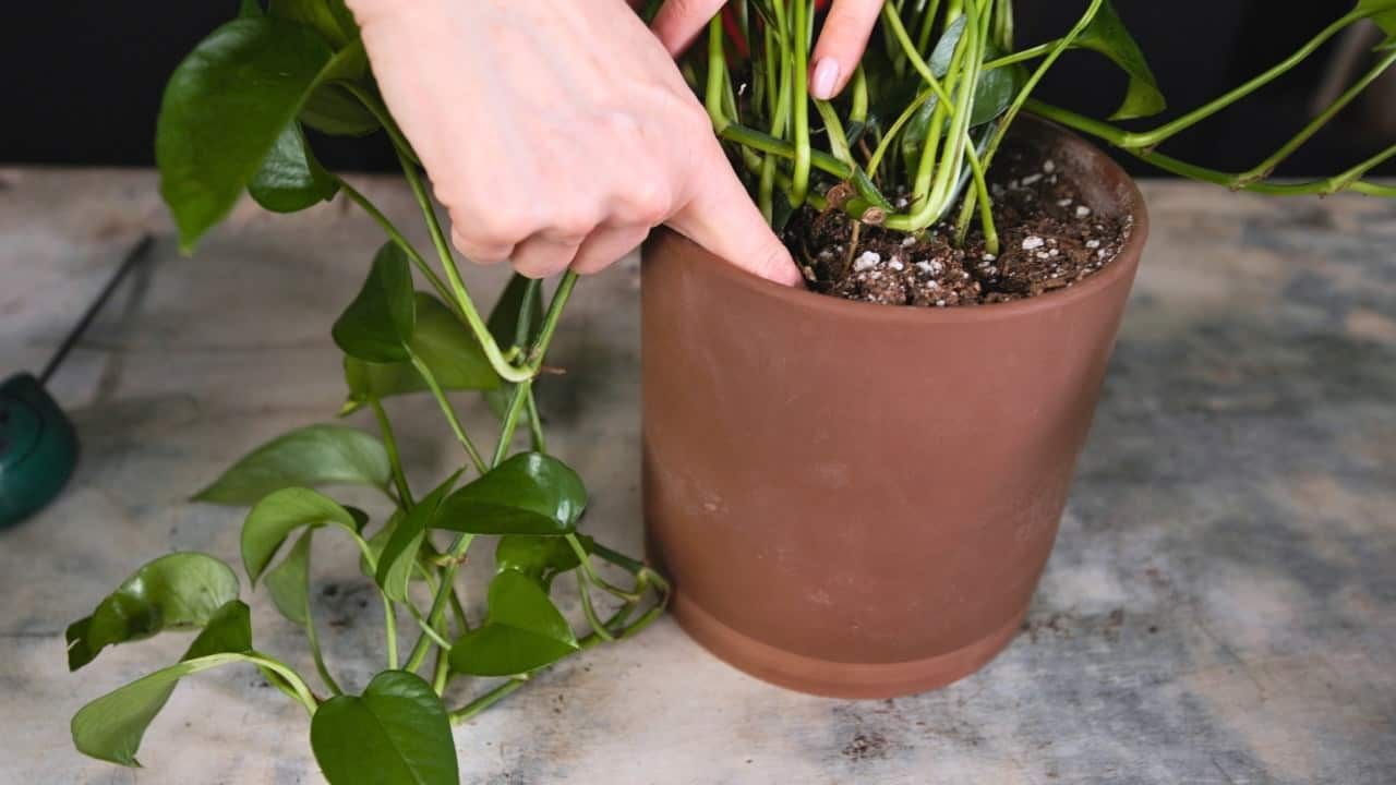 Person checking soil moisture in potted houseplant for gardening care.