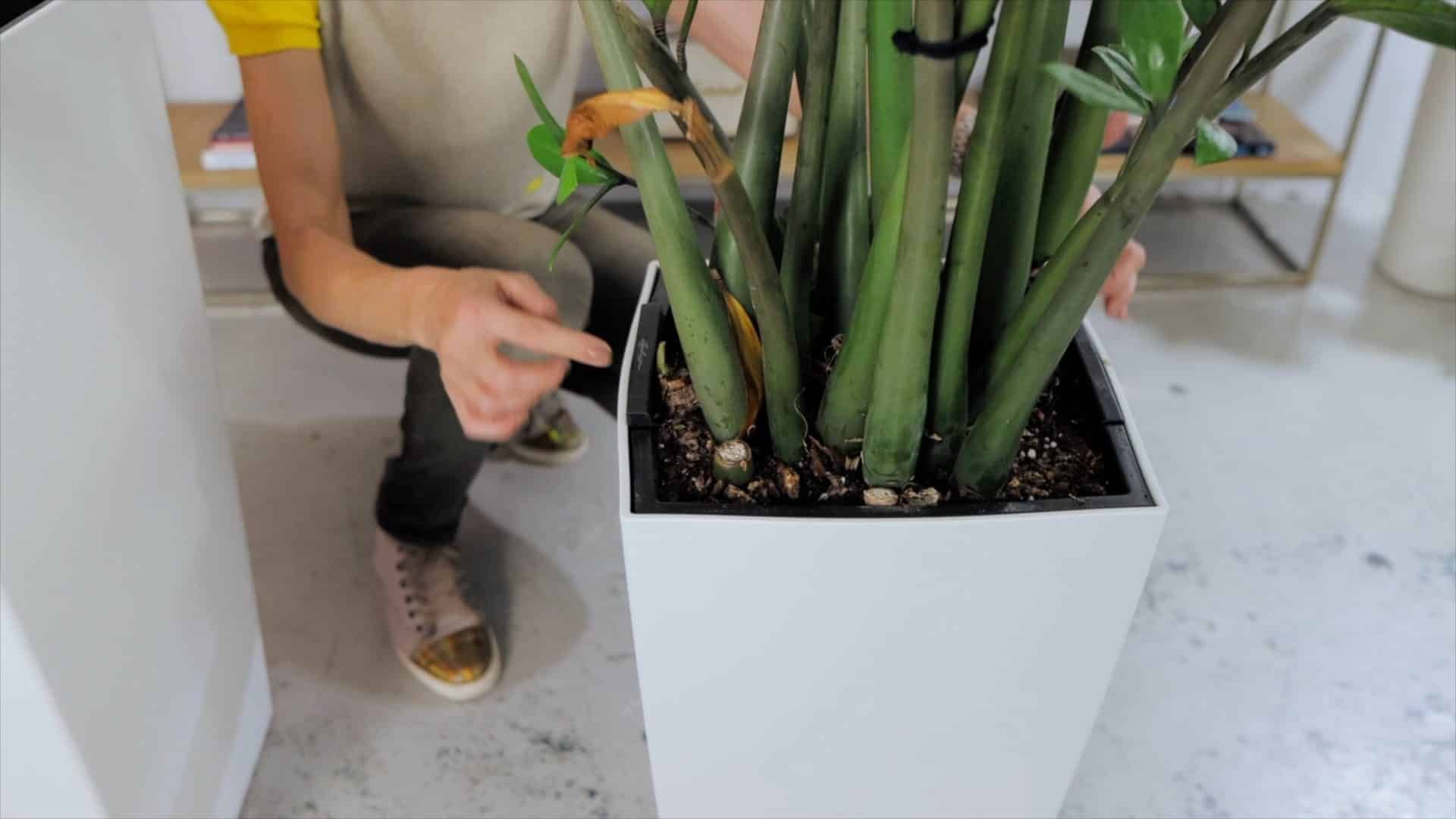 How to repot ZZ plant: Person caring for a healthy Zamioculcas zamiifolia in a white planter, highlighting when to repot ZZ plant for thriving green leaves and fresh soil.
