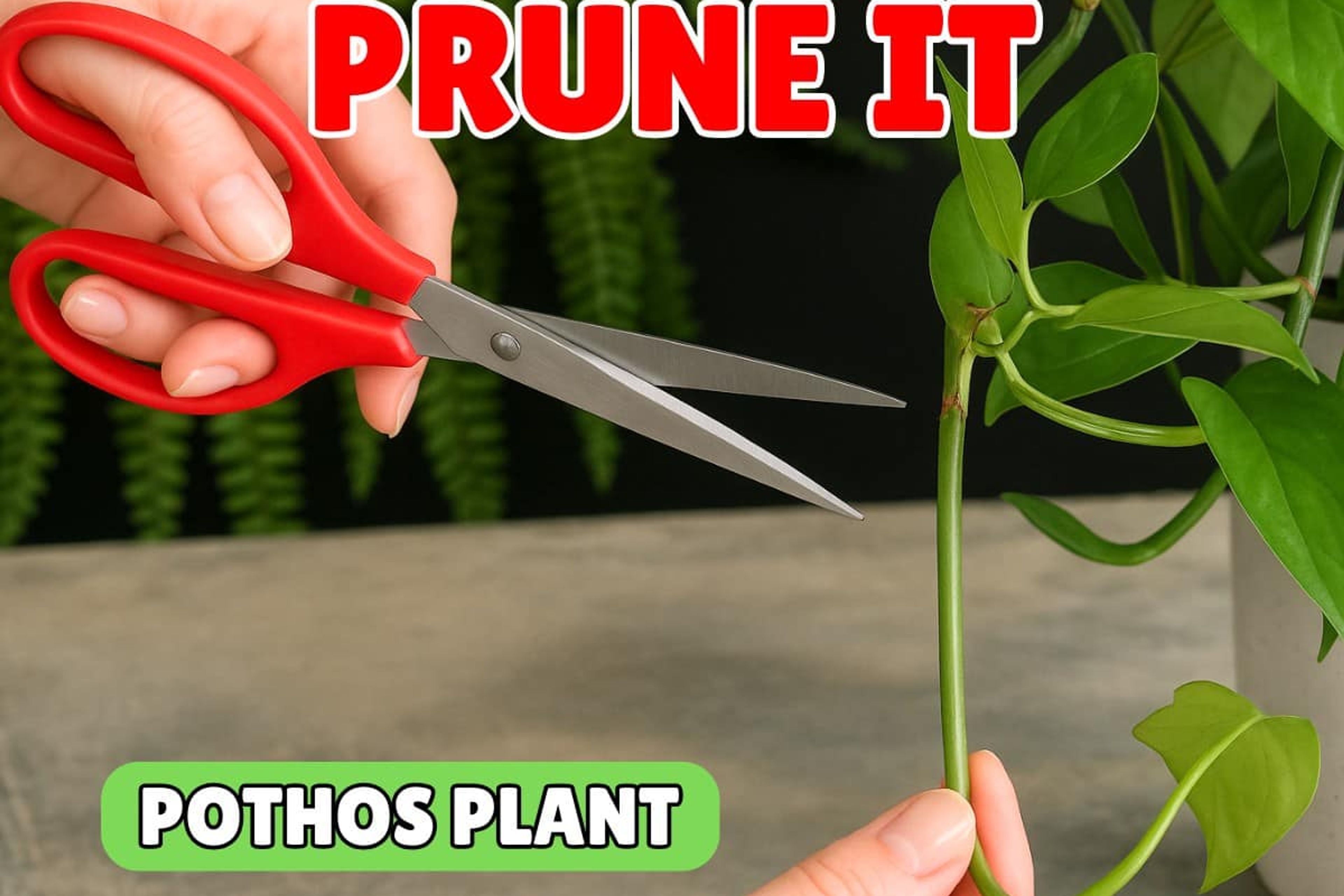 Pruning pothos plant with red scissors for healthy growth.