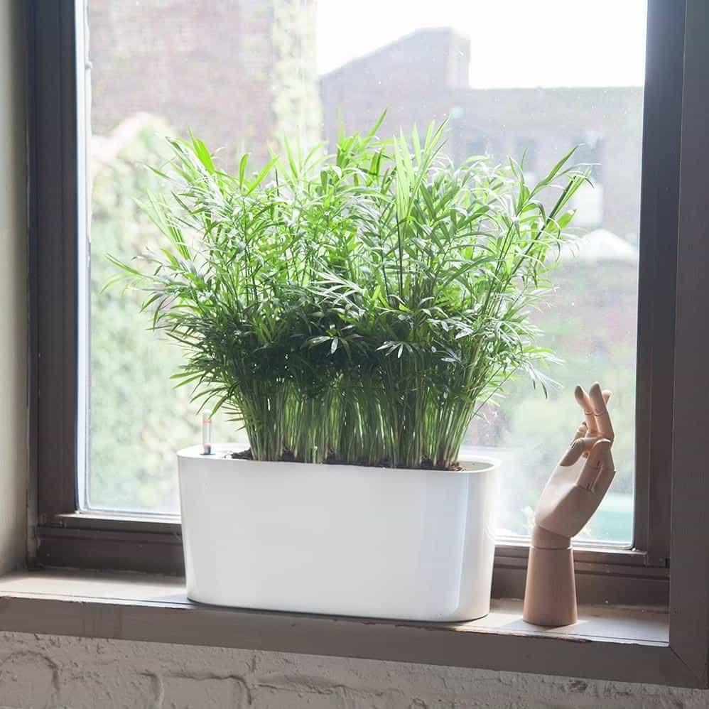 Plant Light Guide