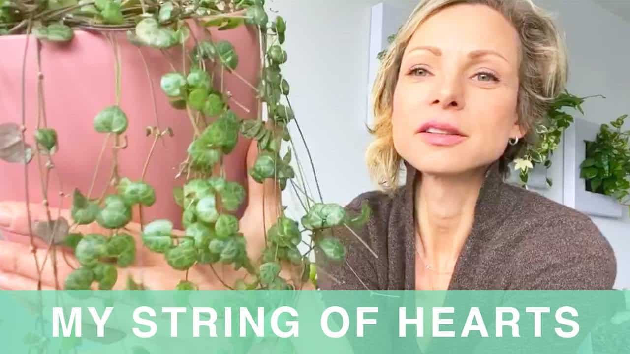 String Of Hearts Plant Care – Green Moments with Juliette Ep #17