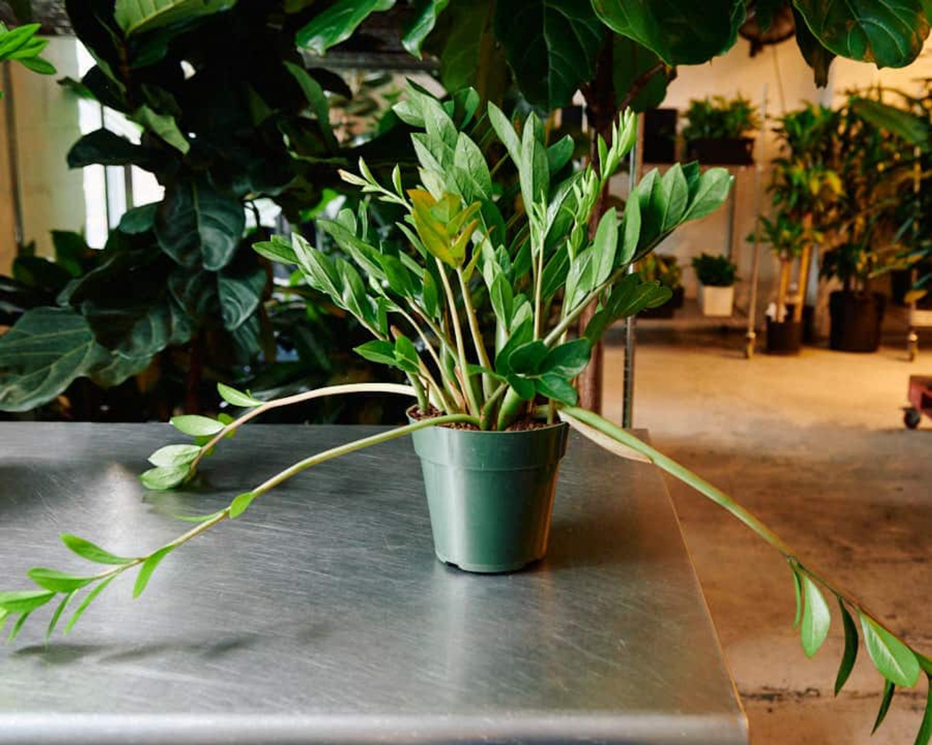 A ZZ plant in a green pot with long, sprawling stems in need of pruning, placed on a metal table in an indoor setting.