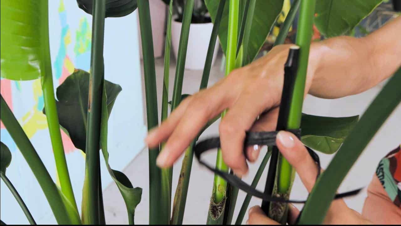 Hands using black ties to secure a green stem to a stake, amidst the foliage of a Bird of Paradise plant, with a colorful background.