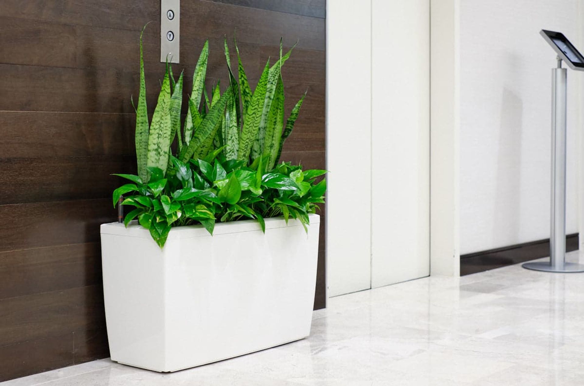 low light office plants