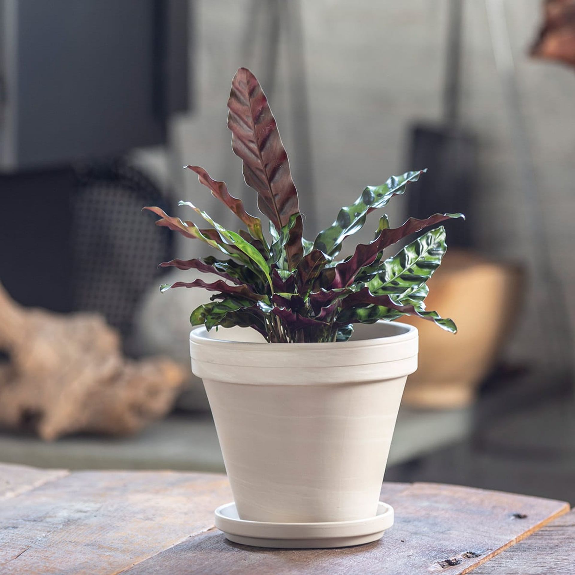 Calathea plant, one of many stylish pet friendly plants, in a beige ceramic pot on a wooden table with a soft-focus background.