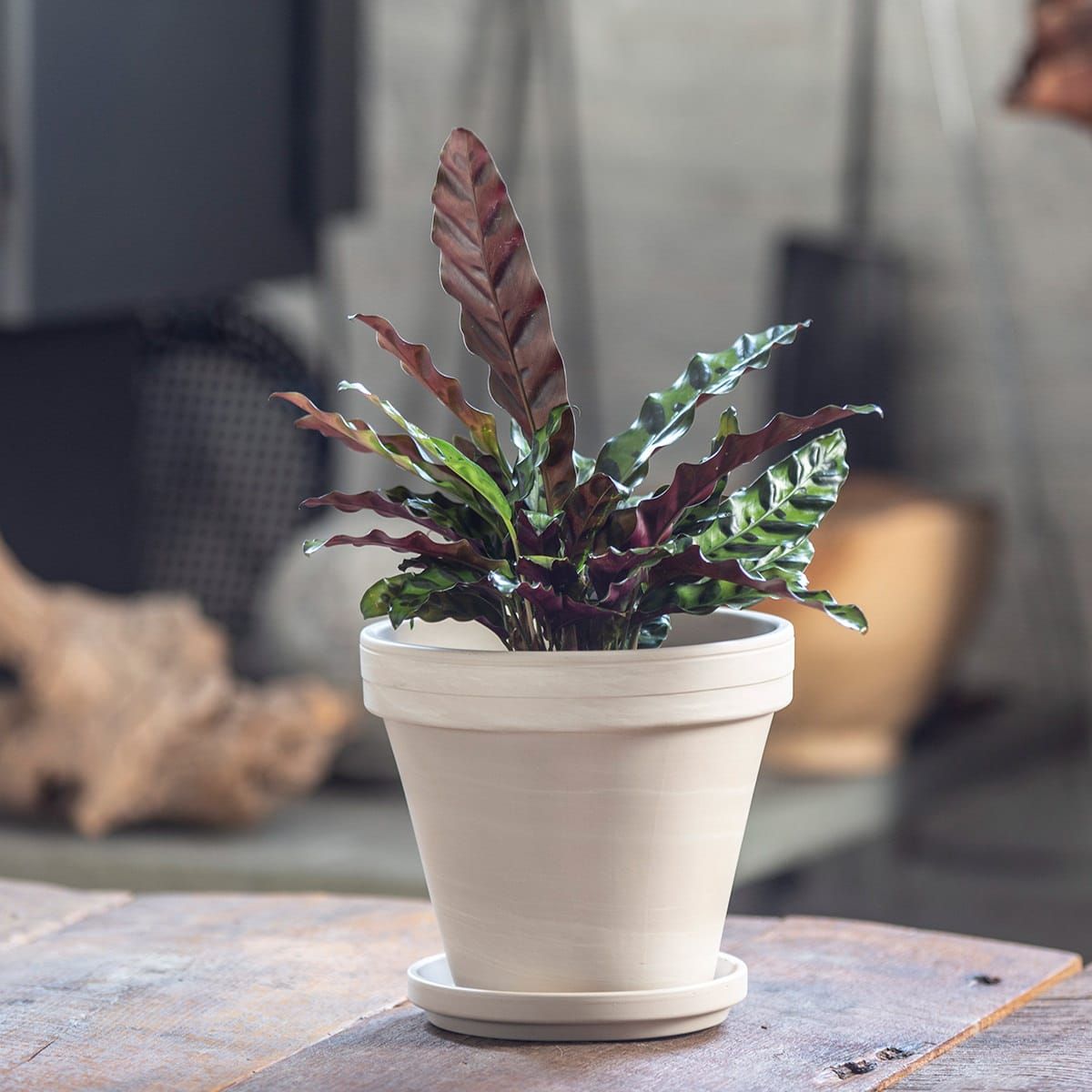 Calathea plant, one of many stylish pet friendly plants, in a beige ceramic pot on a wooden table with a soft-focus background.